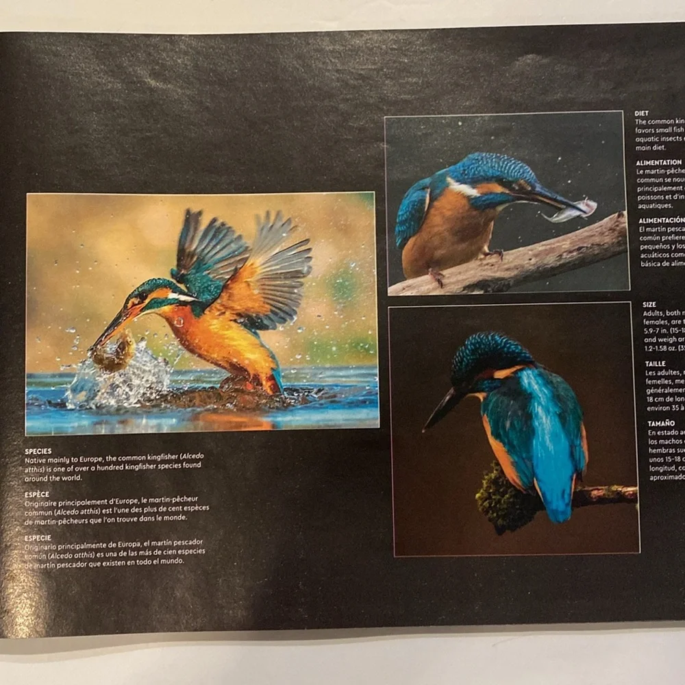 Lego Icons Kingfisher Instruction Booklet Preowned